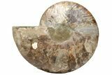 Cut & Polished Ammonite Fossil (Half) - Crystal Pockets #233658-1